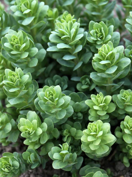 Sedum Plant Also Known Stonecrop Crassula Flowerbed — 스톡 사진
