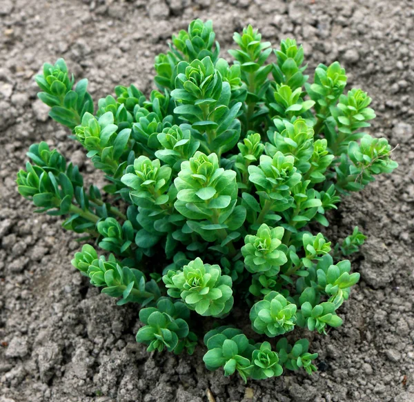 Sedum Plant Also Known Stonecrop Crassula Flowerbed — 스톡 사진