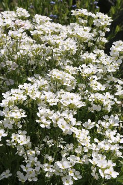 Aubrieta çiçekleri - yakın görünüm