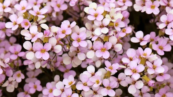 Aubrieta Çiçekleri Yakın Görünüm — Stok fotoğraf