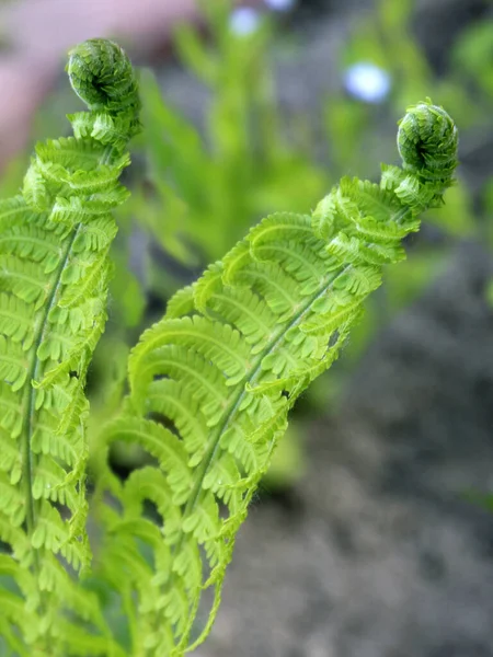 Fern Leaves Forest Close View — Stock Photo, Image