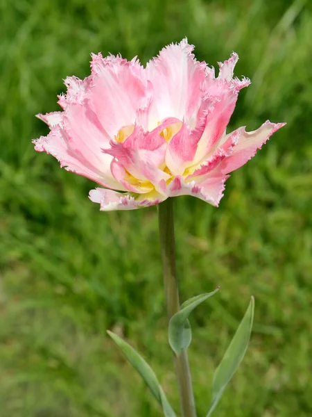 Tulipán Izolovaný Zblízka Pohled — Stock fotografie