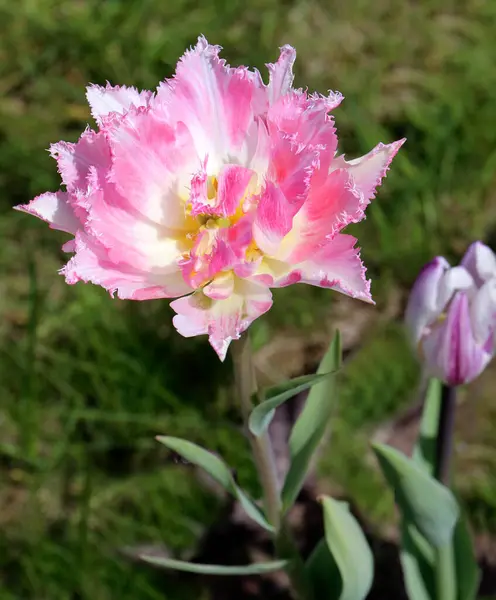 Tulipán Izolovaný Zblízka Pohled — Stock fotografie