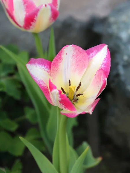 Tulip Isolated Close View — Stock Photo, Image