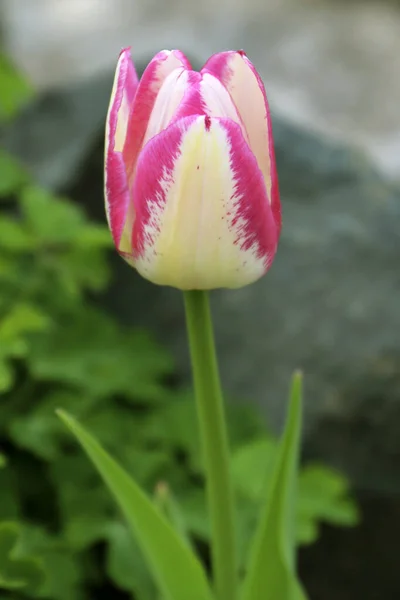 Tulipán Izolovaný Zblízka Pohled — Stock fotografie