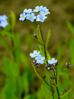 Unutma beni çiçekleri. Yakın görünüm.