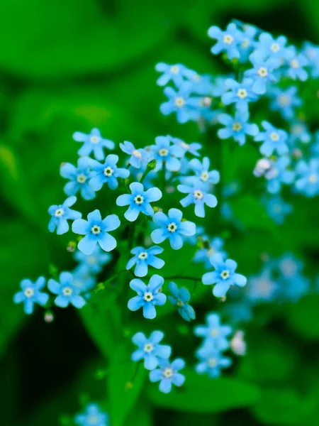 Glömma Mig Inte Blommor Nära Upp Utsikt — Stockfoto