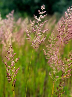 Genç Sibirya Çamı filizleri yakın görünüyor - sedir filizleri