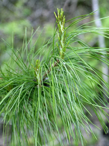 Unga Sibiriska Tall Groddar Nära Närbild Cederträ Groddar — Stockfoto