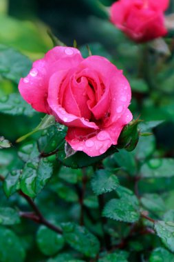 Pembe gül ve yağmur damlaları. Yakın görüş. Su damlaları ile pembe gül - yakın görünüm