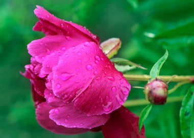 Yağmur damlalı pembe şakayık. Yakın plan. Su damlalı şakayık - yakın görünüm