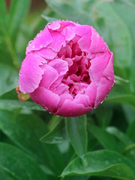 Pink Peony Raindrops Close View Peony Water Drops Close View — Stock Photo, Image