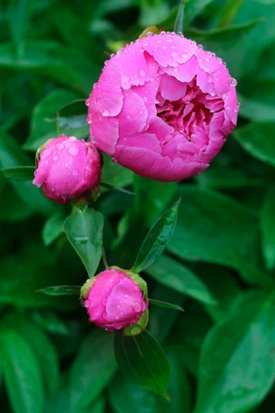 Pink Peony Raindrops Close View Peony Water Drops Close View — Stock Photo, Image