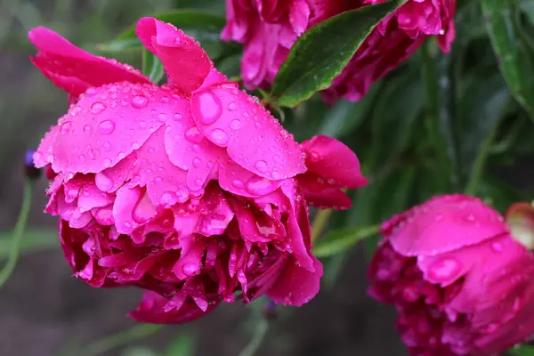 Pink Peony Raindrops Close View Peony Water Drops Close View — Stock Photo, Image