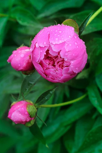 Peônia Rosa Com Gotas Chuva Perto Visão Para Cima Peônia — Fotografia de Stock