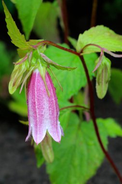 Campanula Takesimana çiçeği bahçede çiçek açıyor - yakın görüş
