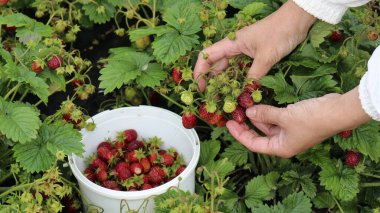 Çilek toplama, çilek toplama. Kadın elleri çilek topluyor. Bahçe ve tarım kavramı