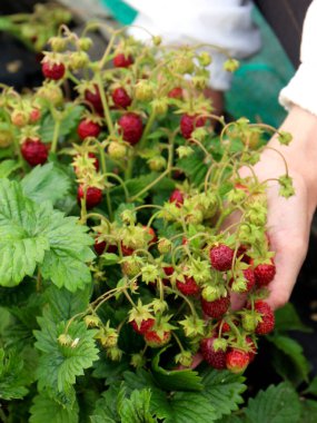 Bahçedeki çilekli yatakta çilek, çilekli yatakta çalılıklarda olgun çilekler.