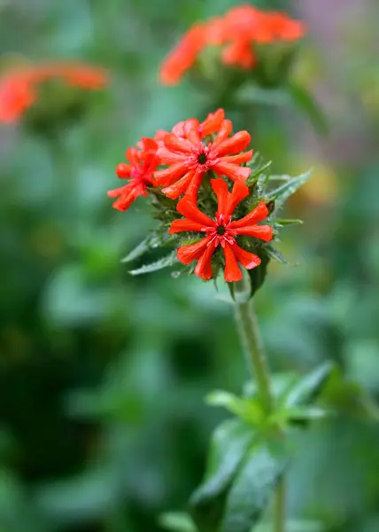 Lychnis Flower Bloom Close View Lychnis Also Known Burning Love — Stock Photo, Image