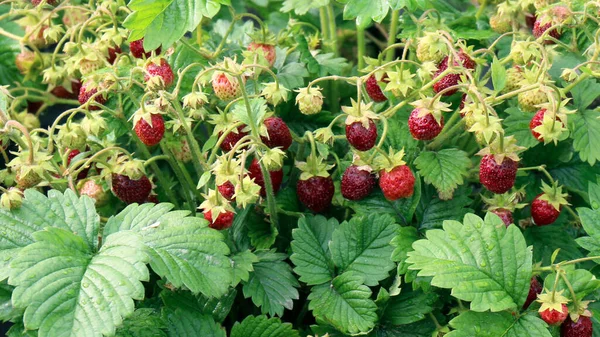 Aardbeien Aardbeienbed Tuin Rijpe Aardbeien Struiken Aardbeienbed — Stockfoto