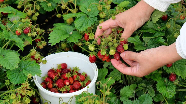 Aardbeienoogst Aardbeienoogst Vrouw Die Aardbeien Plukt Tuinieren Landbouw — Stockfoto