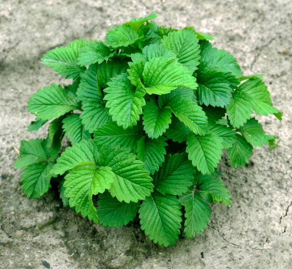 Aardbeienstruik Geïsoleerd Jonge Aardbeienstruik Tuin — Stockfoto