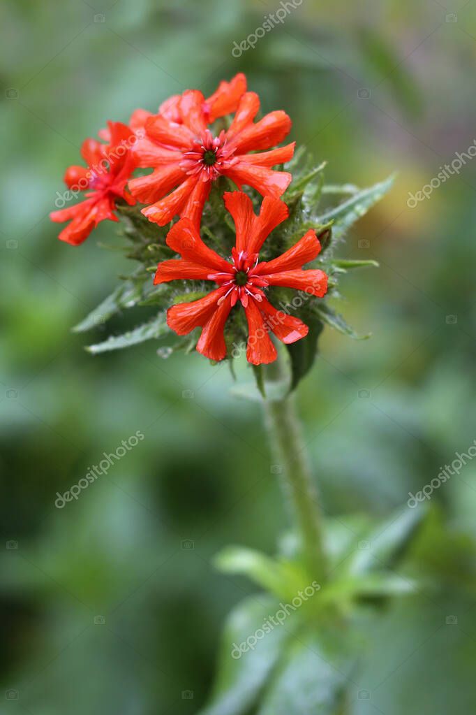 Lychnis flor en flor de cerca hasta la vista. Lychnis también