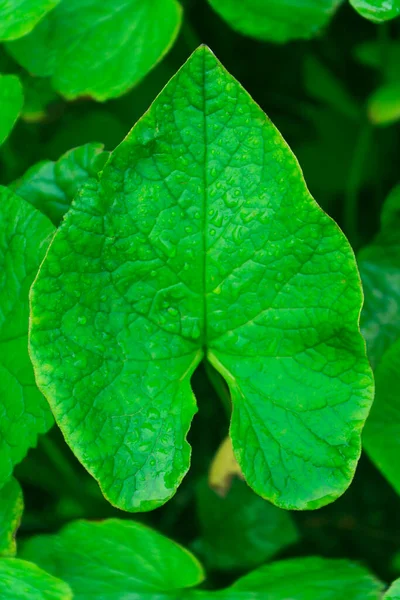 Brunnera Leaf Close View Brunnera Plant Brunnera Sibirica — 스톡 사진