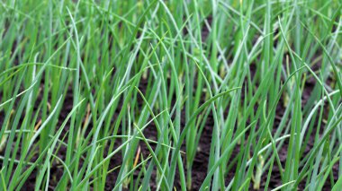 Soğanlar, sebze bahçesinde yetişen taze soğanlar, taze taze taze soğanlar.