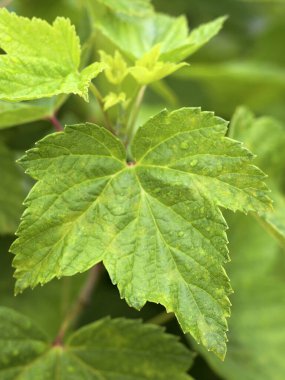 Frenk üzümü yaprakları yakın görünür, kuş üzümü çalıları yakın.