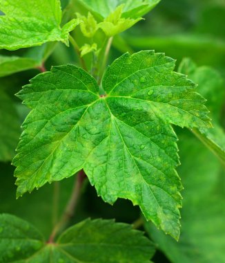 Frenk üzümü yaprakları yakın görünür, kuş üzümü çalıları yakın.