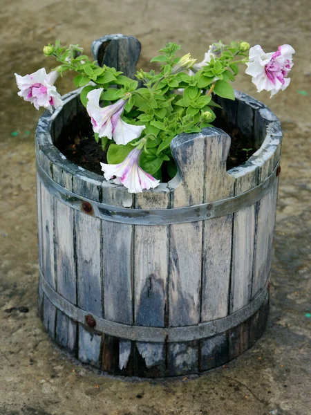 Petunienblüten Hölzernen Blumentopf Petunien Hölzernen Kübel — Stockfoto