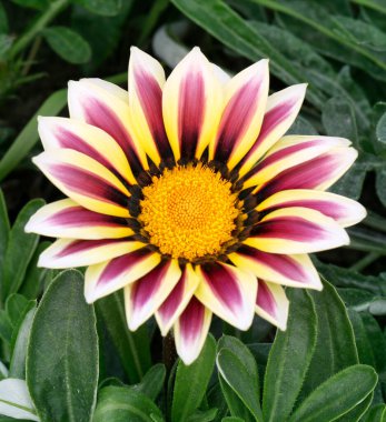 Gazania çiçeğinin yakından görünüşü, Gazania 'nın çiçek tarhında açması