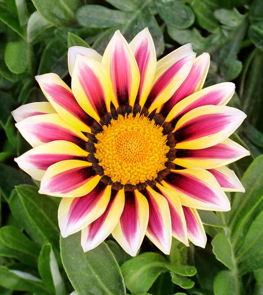 Gazania çiçeğinin yakından görünüşü, Gazania 'nın çiçek tarhında açması