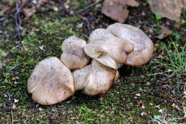 Klitocybe nebularis, orman tabanındaki bulutlu agarik ya da bulut hunisi mantarları olarak bilinir.
