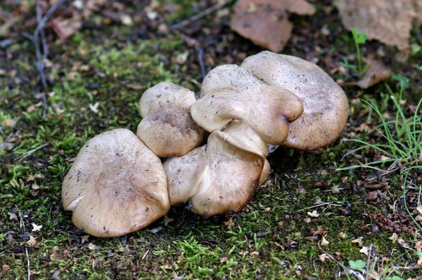 Clitocybe Nebularis Conhecido Como Cogumelos Agáricos Nublados Funil Nuvens Chão — Fotografia de Stock