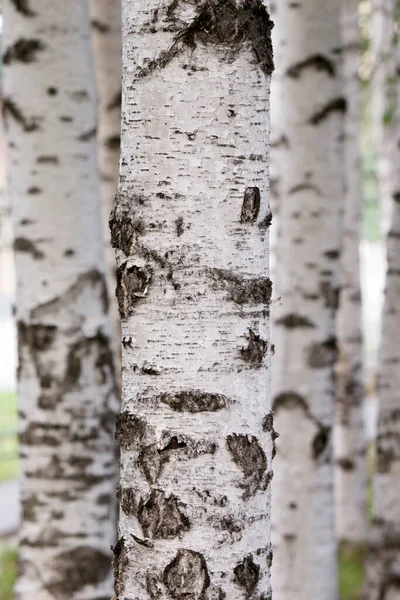 乔木树干在森林里 乔木树皮近景 — 图库照片