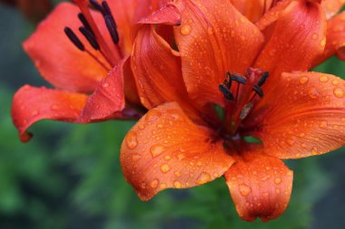 Lily çiçekleri, Lily çiçekleri ve yağmur damlaları.