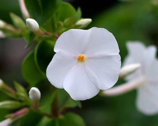 Phlox Fleurs Vue Rapprochée Fleurs Phlox Blanc Dans Jardin — Photo