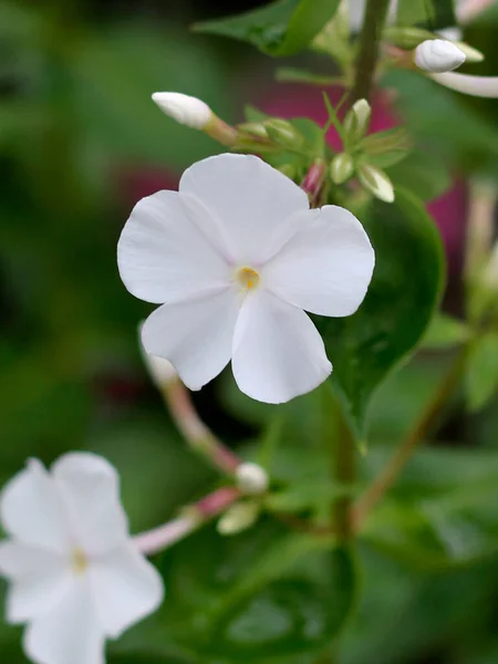 Phlox Blommor Närbild Vita Flox Blommor Trädgård — Stockfoto