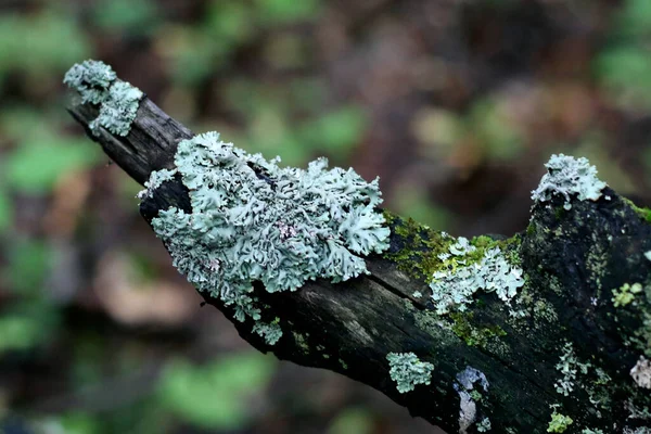 Lichens Uma Árvore Morta Perto Vista Para Cima — Fotografia de Stock