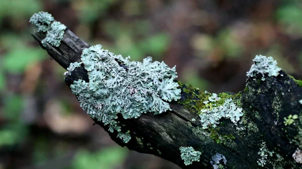 Lichens Uma Árvore Morta Perto Vista Para Cima — Fotografia de Stock