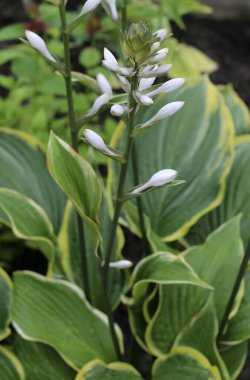 Bahçede hosta çiçekleri, plantain zambakları olarak da bilinen ev sahipleri. 