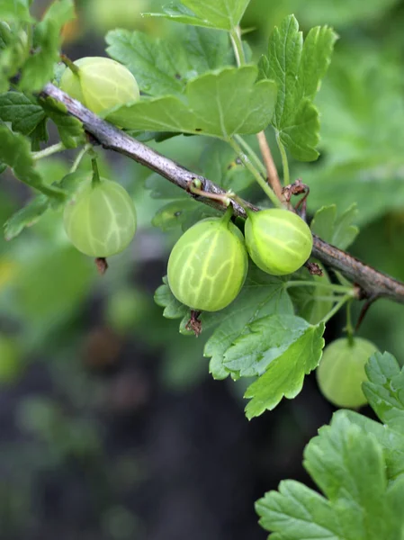 Kruisbessen Rijpen Een Tak Groene Kruisbessen Tuin — Stockfoto