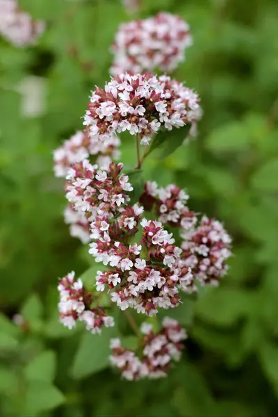 Oregano Blommar Bild Oregano Blommar Oreganum Vulgare Valt Fokus — Stockfoto