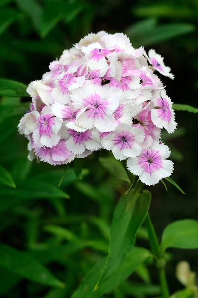 Квітуча Квітка Солодкої Вільямської Біло Рожевої Квітки Квітучі Квіти Dianthus Стокове Зображення