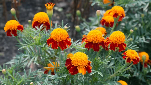 Tagetes olarak da bilinen kadife çiçekleri yakın görünüm
