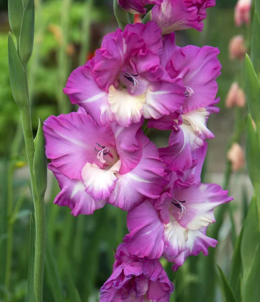 Gladiolus Květina Zavřít View — Stock fotografie