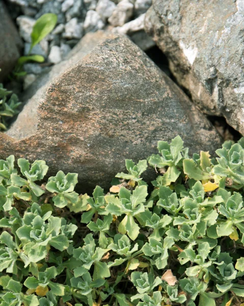 Sedum Planten Tegen Een Achtergrond Van Rotsen — Stockfoto