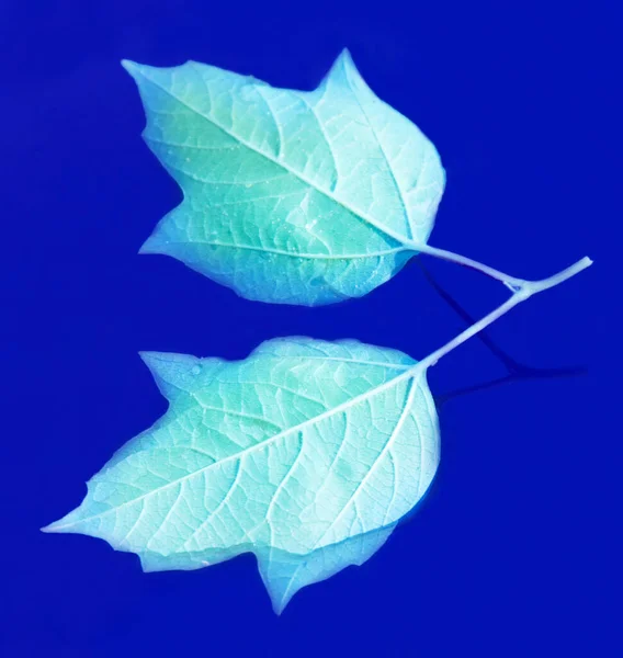 Leaves Dark Water Surface Close View — Stock Photo, Image